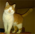 David