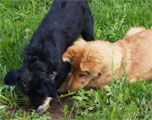 Lissi und Sunny