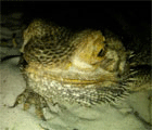 Spikey